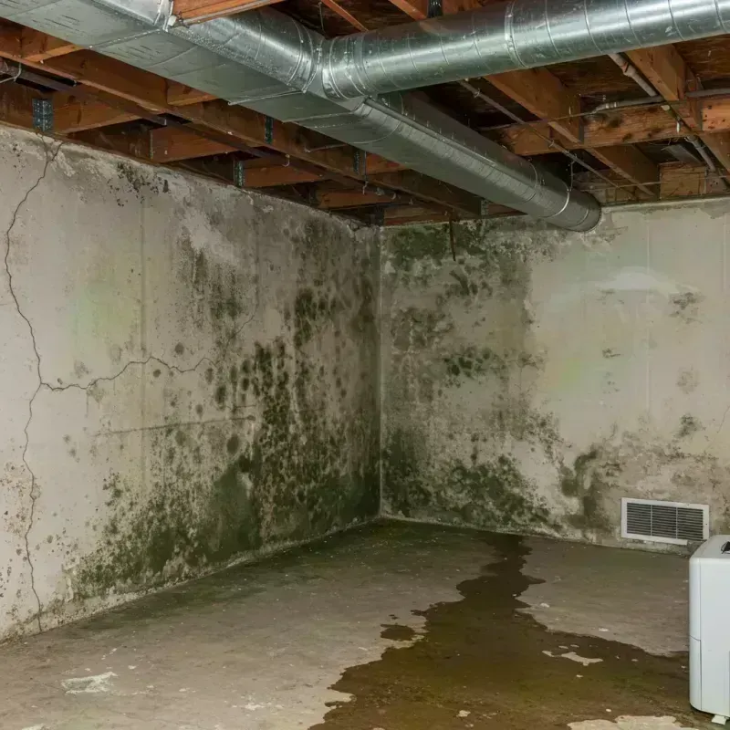 Professional Mold Removal in Brunswick, MD